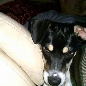 Meet your Posher, Frankie