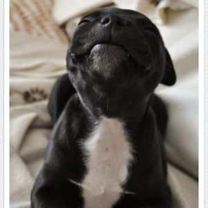 Meet your Posher, Tom