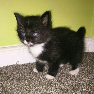 Meet your Posher, Renee