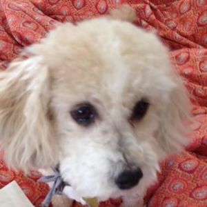 Meet your Posher, Laura