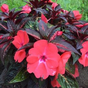 Meet your Posher, Julia