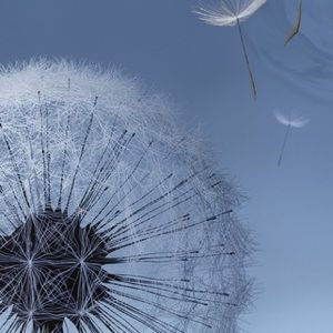 Meet your Posher, Roxanne