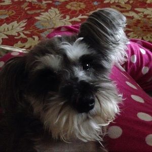 Meet your Posher, Lesley