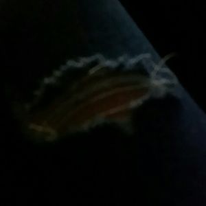 Meet your Posher, Mariah