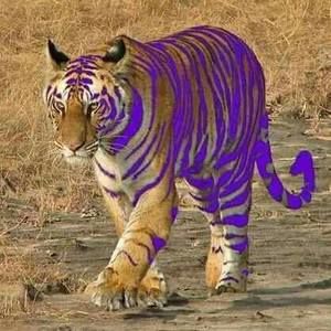 Meet your Posher, Marvin