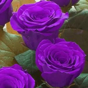 Meet your Posher, Teri