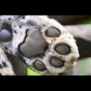 Toe beans to get your attention