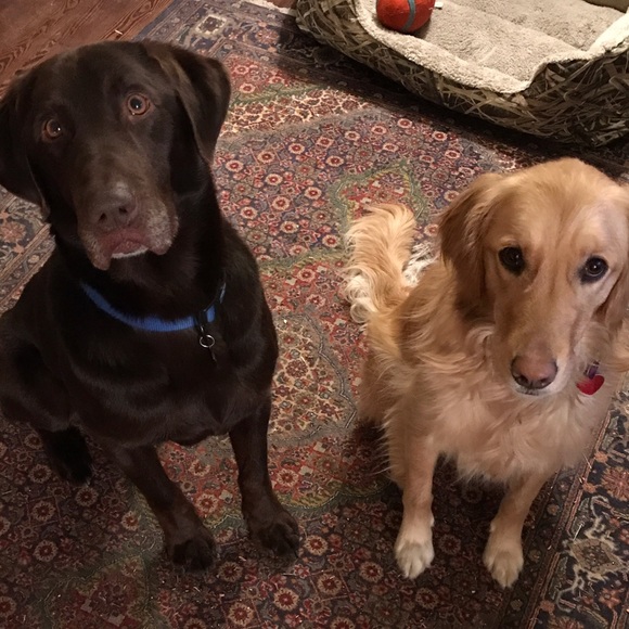 Meet your Posher, Tessa - Picture 3 of 4