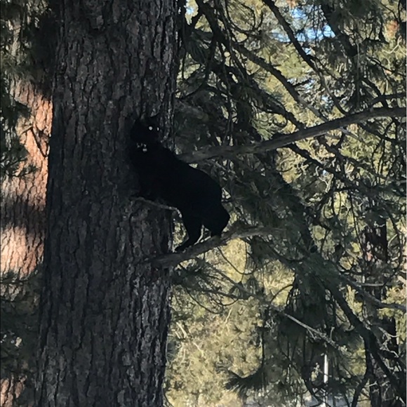 Meet your Posher, Tessa - Picture 4 of 4