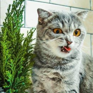 Meet your Posher, Christine