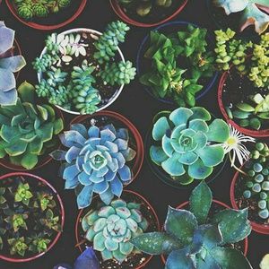 Meet your Posher, Dani