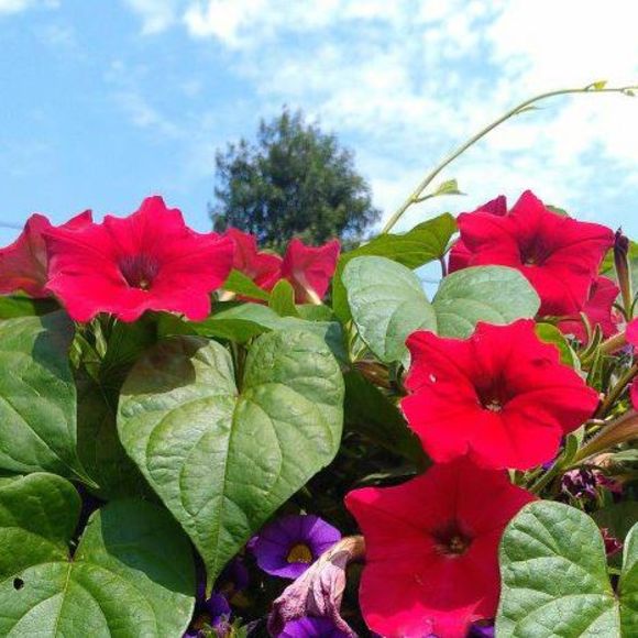 Meet your Posher, Dalina