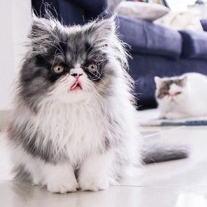 Meet your Posher, Tasha