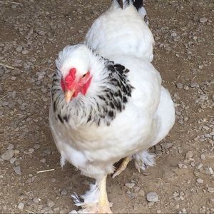 Meet your Posher, Tiffany