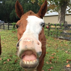 Meet your Posher, Susan