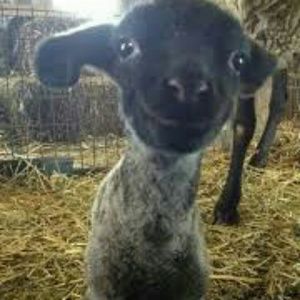 Meet your Posher, Carrie