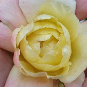 Meet your Posher, Sharon