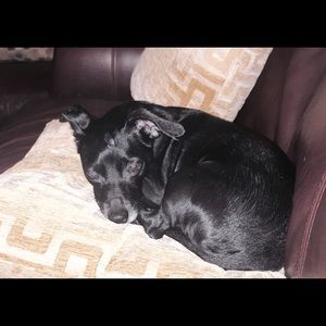 Meet your Posher, Sasha