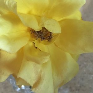 Meet your Posher, Rita