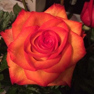 Meet your Posher, Alison