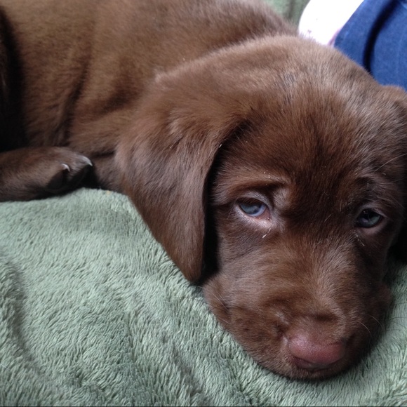 Meet your Posher, Kaycie - Picture 1 of 1