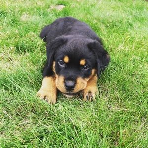 Meet your Posher, Cayla