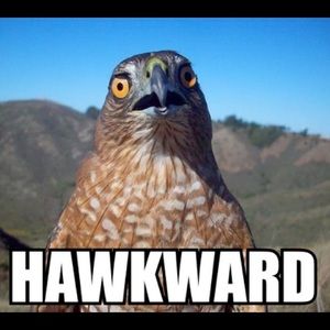 Meet your Posher, Joey