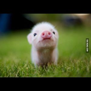 Meet your Posher, Jose