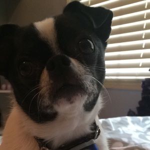 Meet your Posher, Misty