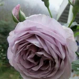 Meet your Posher, Norma