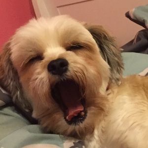 Meet your Posher, Joya