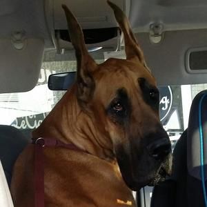 Meet your Posher, Marsha