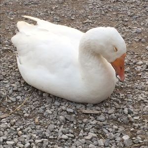 Meet your Posher, Britanie