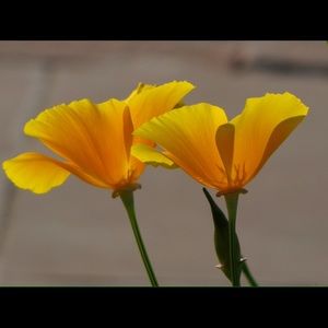 Meet your Posher, Kristin