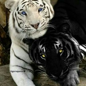 Meet your Posher, Mandy