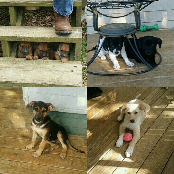 Meet your Posher, Michelle - Picture 4 of 7