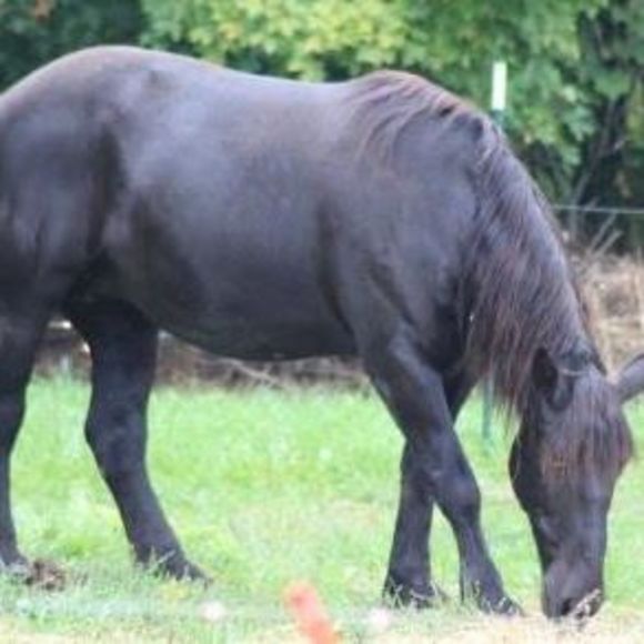 Meet your Posher, Alissa - Picture 1 of 1