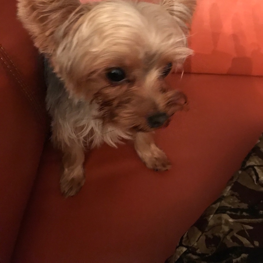 Meet your Posher, Sherlisa