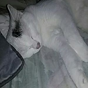 Meet your Posher, Priscilla