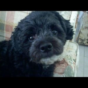 Meet your Posher, Diane