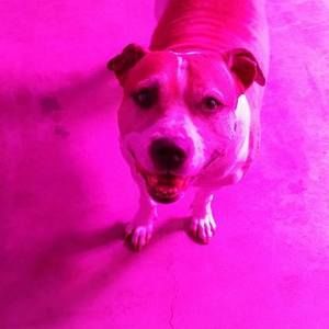 Meet your Posher, J.d.