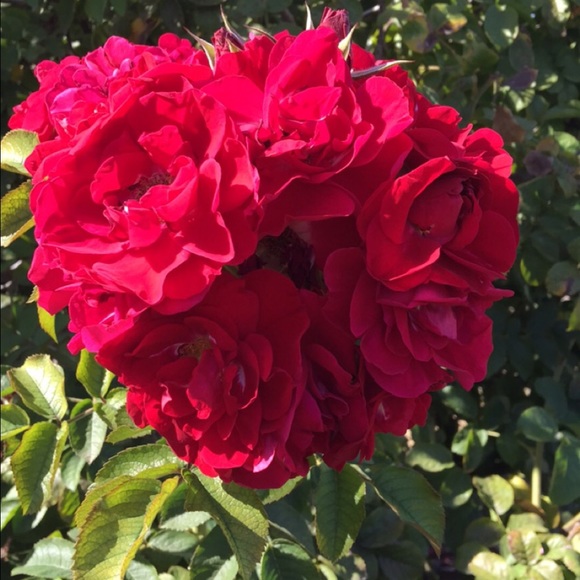 Women closet a little bit of everything.