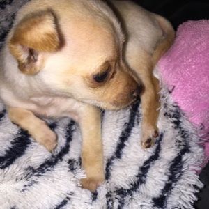 Meet your Posher, Carolina