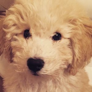 Meet your Posher, Kelley