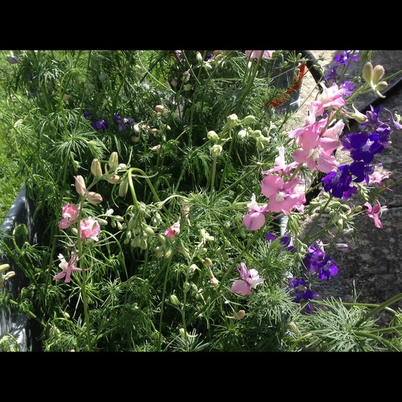 Meet your Posher, Holly