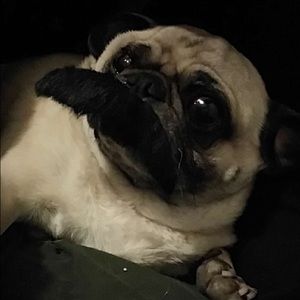 Meet your Posher, James