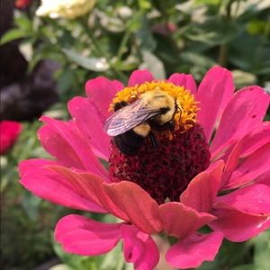 Meet your Posher, Samantha