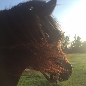 Meet your Posher, Ghanim