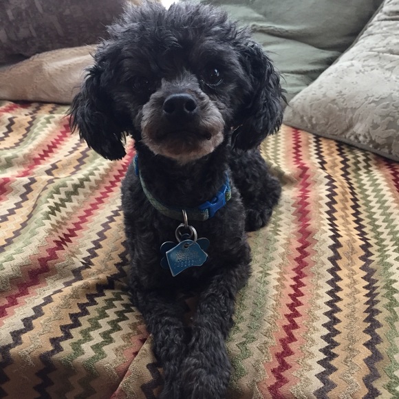 Meet your Posher, Shanessa - Picture 4 of 8