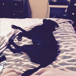 Meet your Posher, Morgan